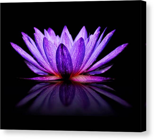 Purple Canvas Print featuring the photograph Purple Lily by Carol Eade