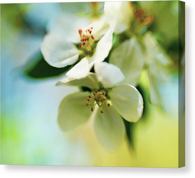 Apple Blossom Canvas Print featuring the photograph Apple Blossom Time 2 by Pamela Taylor