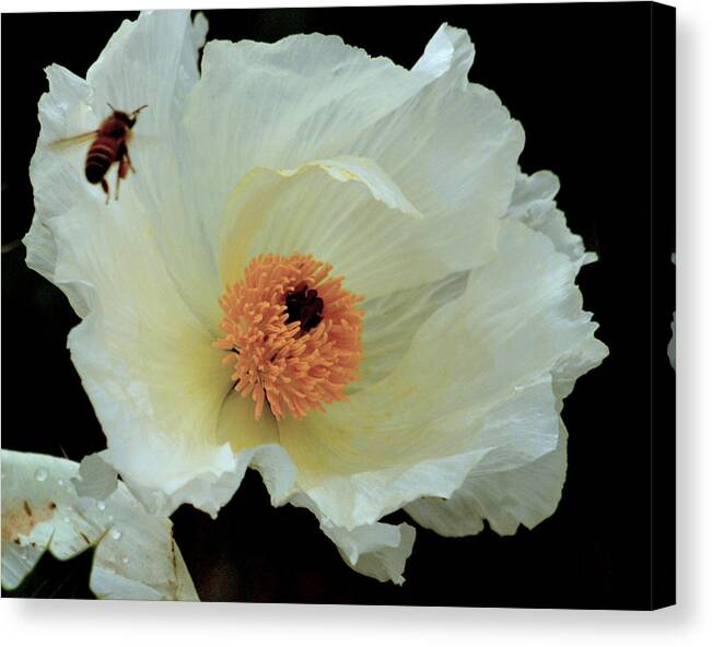 Bees Canvas Print featuring the photograph Daily Grind.. by Al Swasey