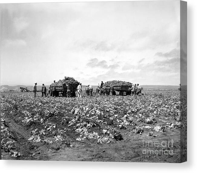 Lettuce Harvest Canvas Print featuring the photograph Lettuce Harvest, harvester and workers loading on to trucks in fields 1947 by Monterey County Historical Society