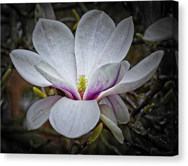 Botany Canvas Print featuring the photograph Saucer magnolia - Magnolia soulangeana by Urs Schweitzer