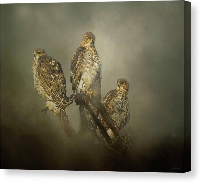 Hawk Canvas Print featuring the digital art The Lookouts by Nicole Wilde