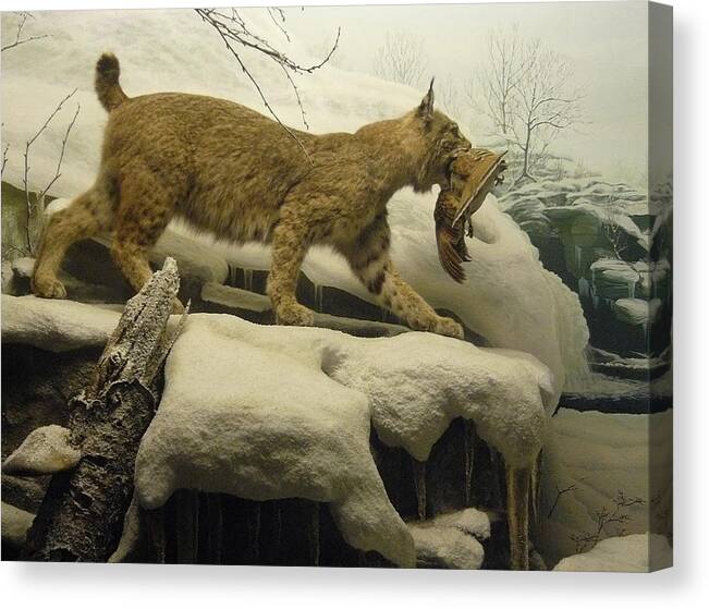 Wildlife Canvas Print featuring the photograph Bobcat Diorama #2 by Mary Ann Leitch