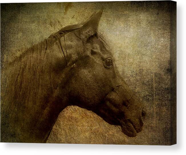  2015 Lou Novick Canvas Print featuring the photograph Horse portriat by Lou Novick