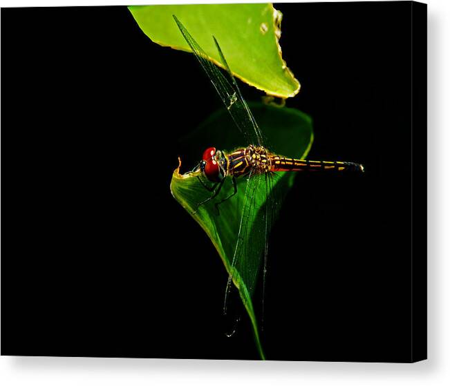 Odonata Canvas Print featuring the painting Odonata Threat of Rain by Susan Duda