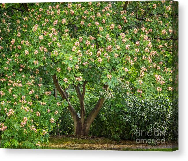 America Canvas Print featuring the photograph Silk Tree in Bloom by Susan Cole Kelly