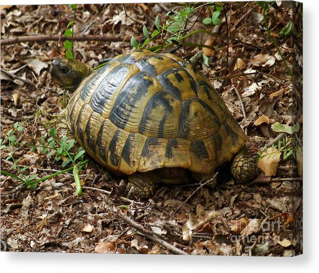 Tortoise Canvas Print featuring the photograph Tortoise - Montenegro by Phil Banks