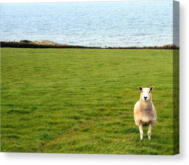White Sheep Canvas Print featuring the photograph White sheep in a green field by the sea by Georgia Clare
