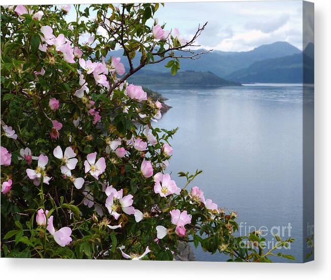 Roses Canvas Print featuring the photograph Wild Roses - West Highlands by Phil Banks