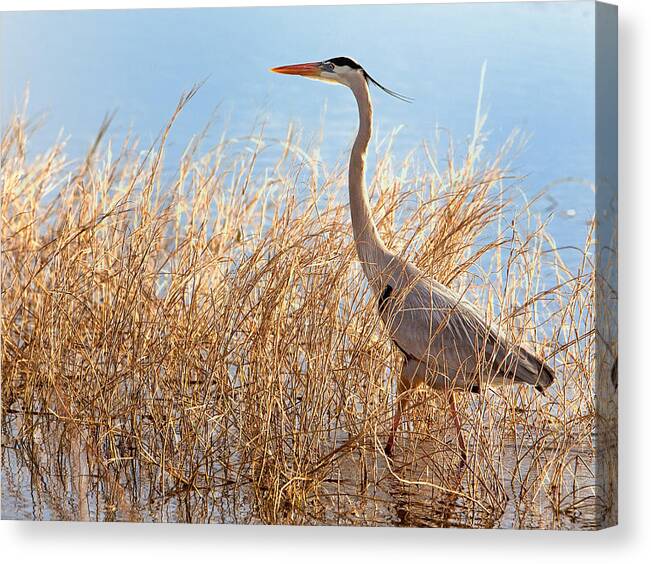Heron Canvas Print featuring the photograph Heron by Bill Linhares