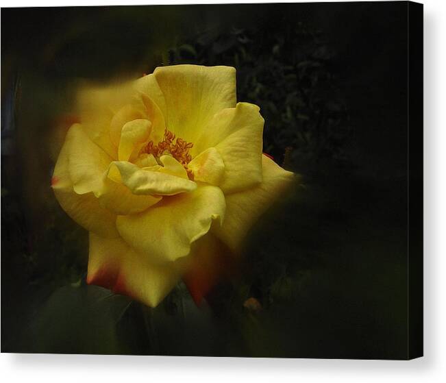 Rose Canvas Print featuring the photograph June 2016 Rose No. 1 by Richard Cummings