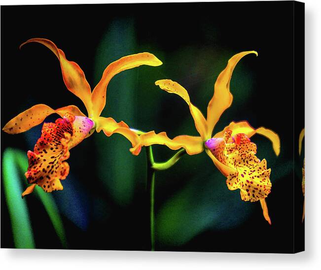 Orchids Canvas Print featuring the photograph Orchid Flight by Rochelle Berman