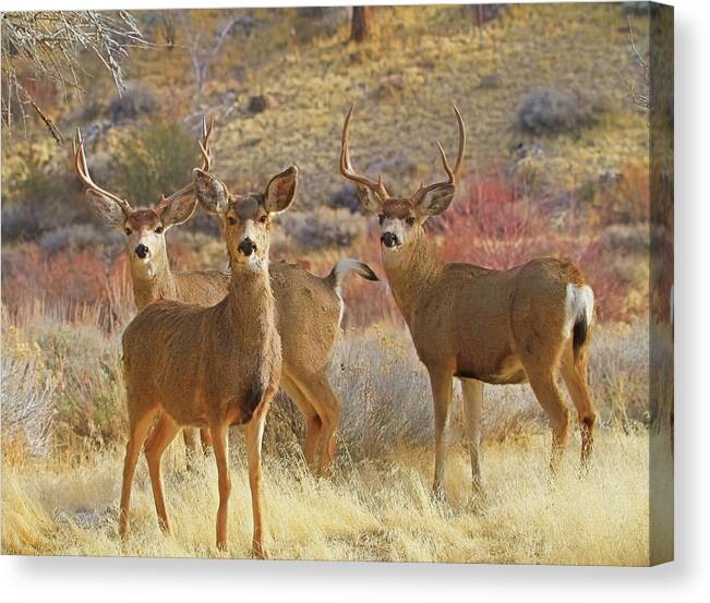 Deer Canvas Print featuring the photograph Two Men and a Lady by Donna Kennedy