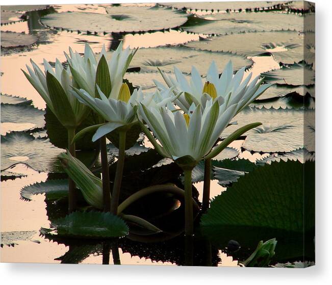 Whtie Canvas Print featuring the photograph White Lillies by Kimberly Camacho