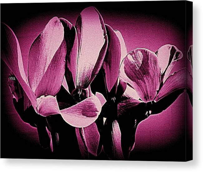 Cyclamen Canvas Print featuring the photograph Cyclamen Mysterious by VIVA Anderson