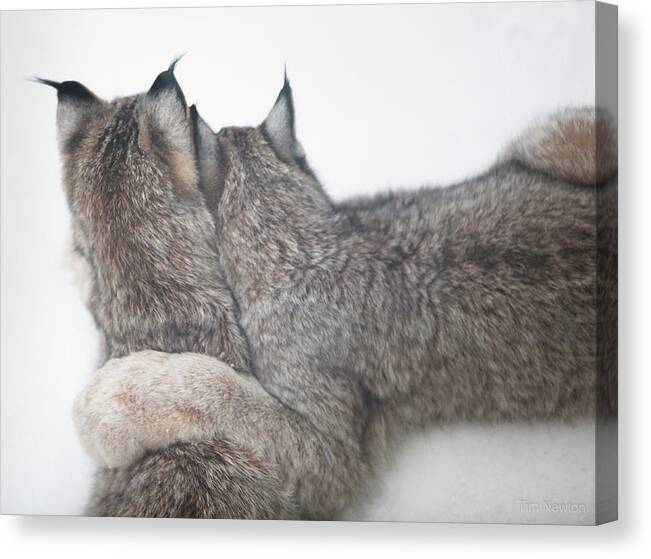 Lynx Canvas Print featuring the photograph Forever Lynked by Tim Newton