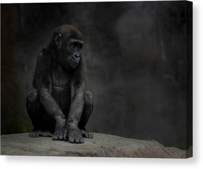 Larry Marshall Photography Canvas Print featuring the photograph Little Chimp 4 by Larry Marshall
