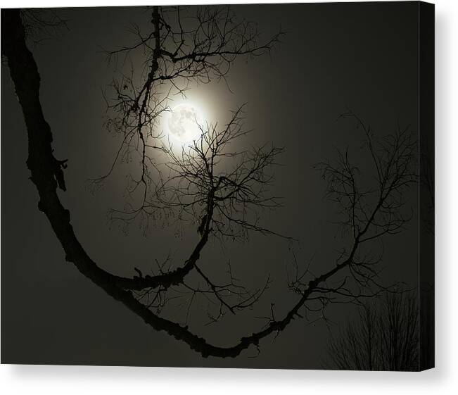 Wolf Moon Canvas Print featuring the photograph Tree Captures Wolf - Wolf Moon captured by hackberry tree - Horizontal crop by Peter Herman
