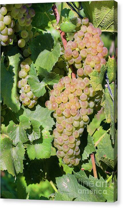 Vineyard Canvas Print featuring the photograph Chardonnay Grapes on the Vine #1 by Bruce Block