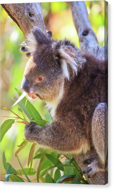 Mad About Wa Canvas Print featuring the photograph Feed Me, Yanchep National Park by Dave Catley
