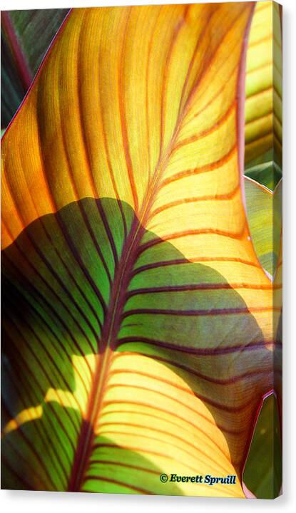 Everett Spruill Canvas Print featuring the photograph Leaf 1 by Everett Spruill