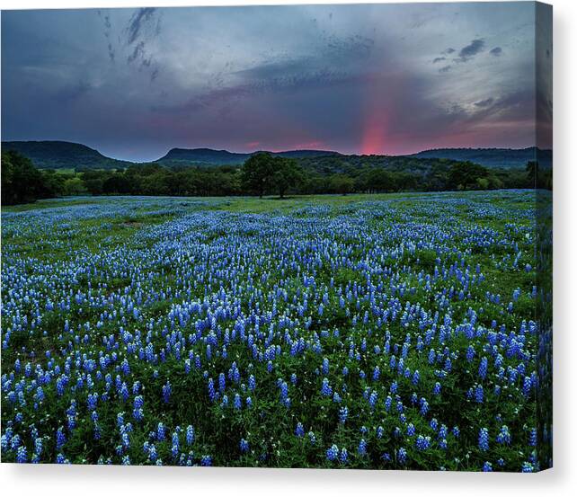  Canvas Print featuring the photograph Bluebonnets At Saddle Mountain by Johnny Boyd