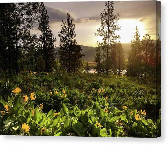 Balsam Root Flowers Canvas Print featuring the photograph Another New Day by Linda McRae