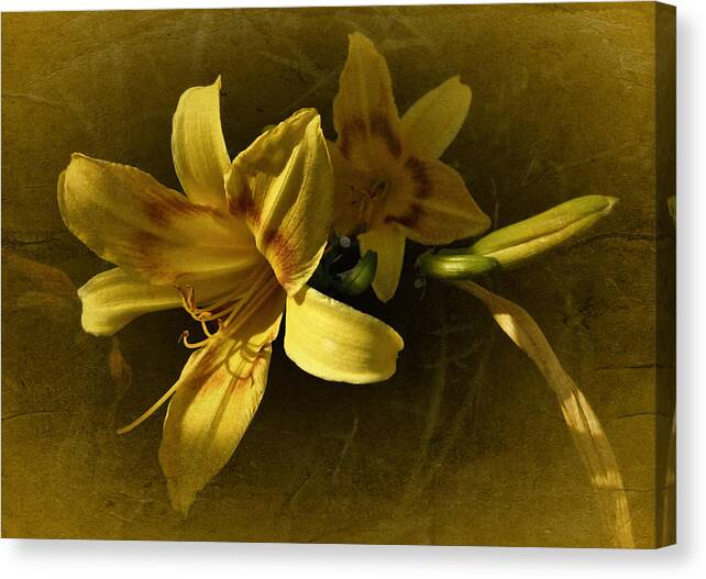 Lily Canvas Print featuring the photograph Vintage Yellow Lily by Richard Cummings