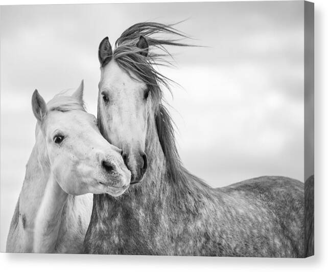 Horse Canvas Print featuring the photograph Best Friends I by Tim Booth