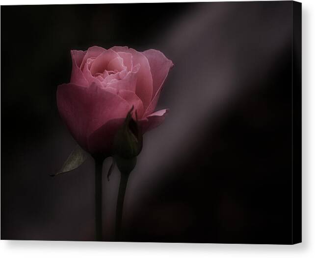 Pink Rose Canvas Print featuring the photograph Romantic Pink Rose by Richard Cummings