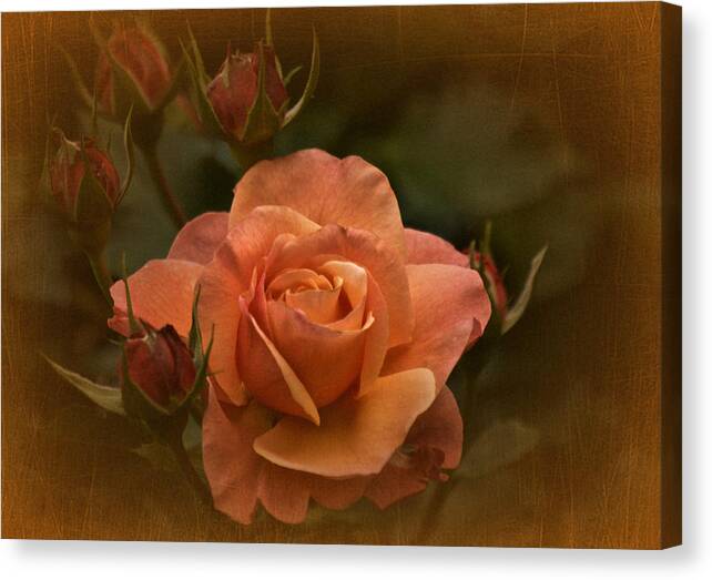 Rose Canvas Print featuring the photograph Vintage Aug Rose by Richard Cummings