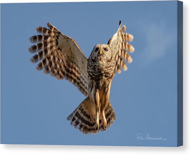 Owl Canvas Print featuring the photograph Barred Owl in Flight 0130 by Dan Beauvais
