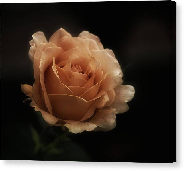 Rose Canvas Print featuring the photograph Sunday Rose #2 by Richard Cummings