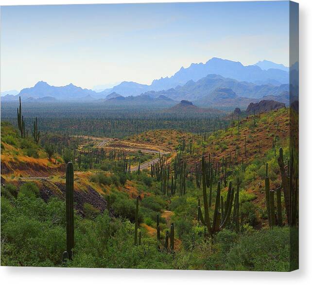 Mountains Canvas Print featuring the photograph The Transpeninsular Highway, Baja, MX by Robert McKinstry