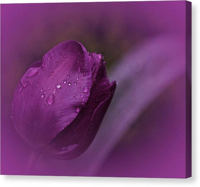 Purple Tulip Canvas Print featuring the photograph Grape Tulip by Richard Cummings
