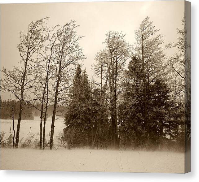 Treeline Canvas Print featuring the photograph Winter treeline by Hugh Smith