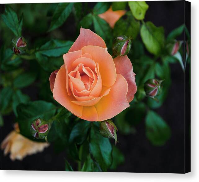 Rose Canvas Print featuring the photograph Rose by Lawrence Knutsson