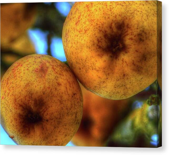 Willamette Canvas Print featuring the photograph Winter Apples 2 by Jerry Sodorff