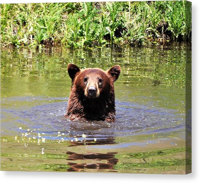 Black Bear Canvas Print featuring the photograph Hi There by Mike Helland