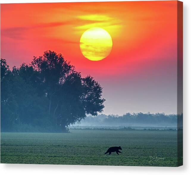 Bear Canvas Print featuring the photograph Bear at Sunrise #4514 by Dan Beauvais