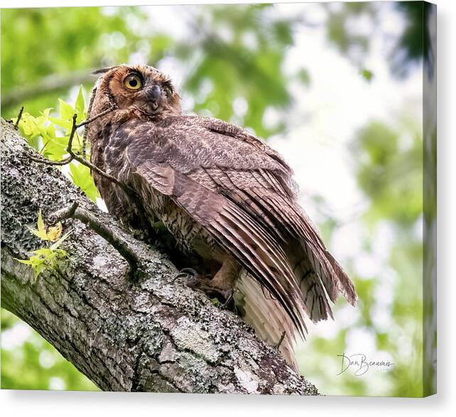 Owl Canvas Print featuring the photograph Great Horned Owl Juvenile #1912 by Dan Beauvais