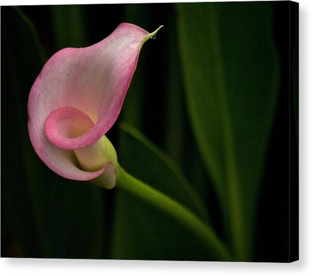 Calla Lily Canvas Print featuring the photograph Twist and Shout by Richard Cummings