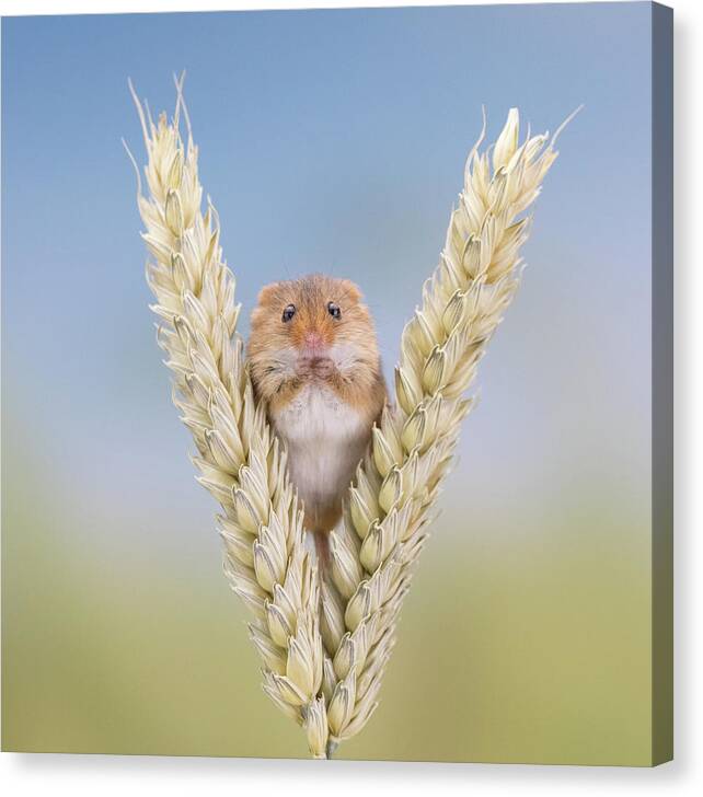 Mouse Canvas Print featuring the photograph 4 grams of Cuteness by Erika Valkovicova