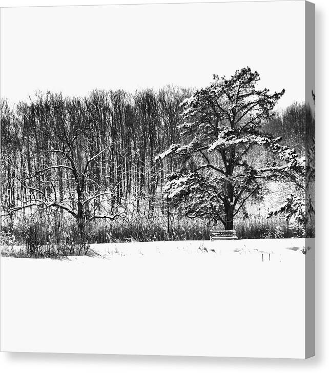  Canvas Print featuring the photograph Tree and Bench #2, Cheesequake Park 2015 by Robert Hopkins