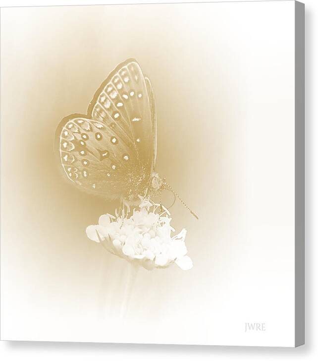 I Dreamt I Was A Butterfly Canvas Print featuring the photograph Butterfly by John Emmett