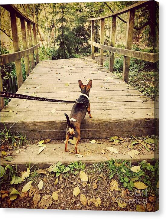 Minpin Canvas Print featuring the photograph We all have our paths by LeLa Becker
