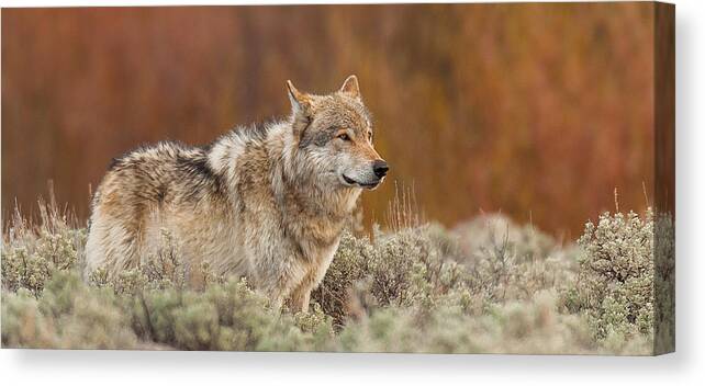 Wolf Canvas Print featuring the photograph Blacktail Survey #1 by Kevin Dietrich