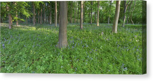 Bluebells Canvas Print featuring the photograph Bluebells #1 by Nick Atkin