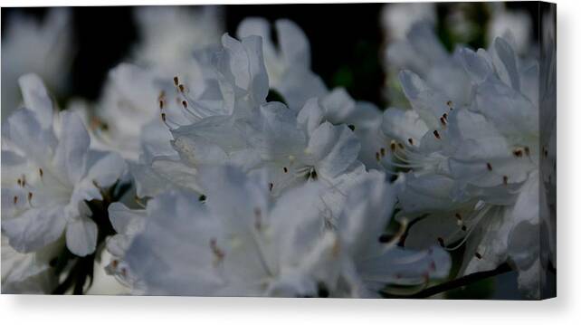 White Azalea Framed Prints Canvas Print featuring the photograph White On White by John Harding