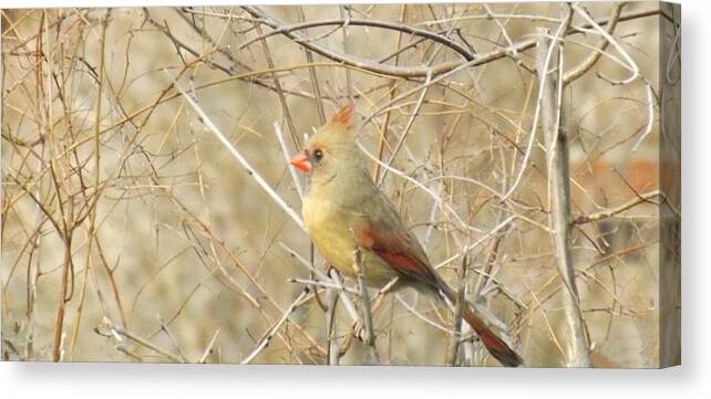 Bird Canvas Print featuring the photograph Baby Female Cardinal by Brenda Brown